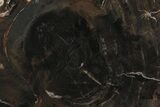 Polished Triassic Petrified Wood Slab - Arizona #239333-1